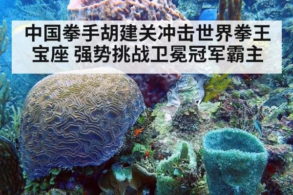 中国拳手胡建关冲击世界拳王宝座 强势挑战卫冕冠军霸主